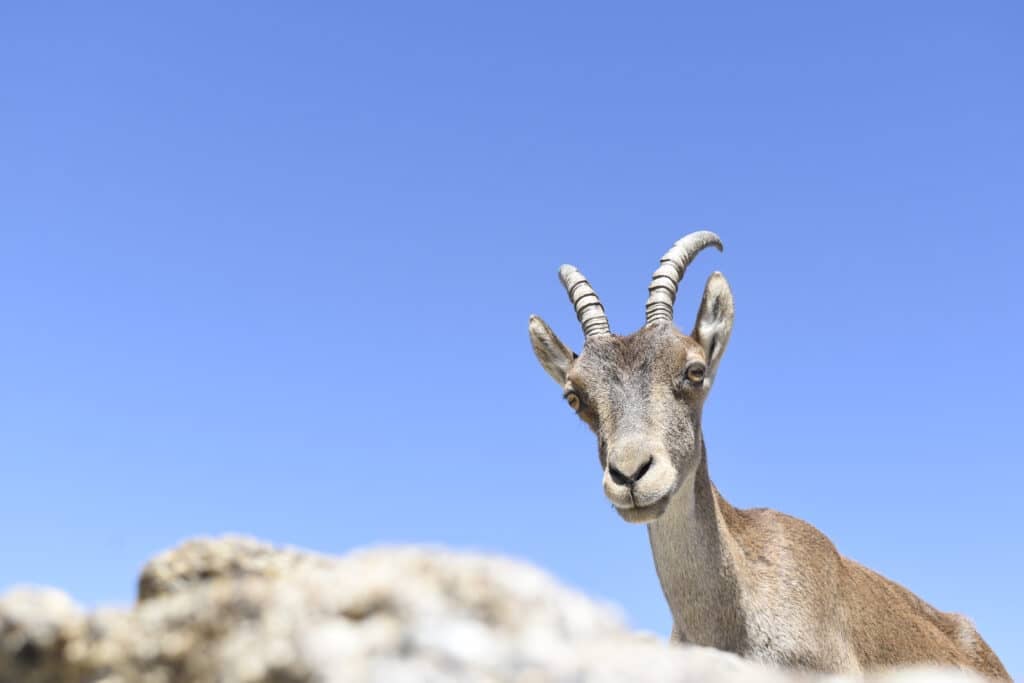 Yom Kippur scapegoat