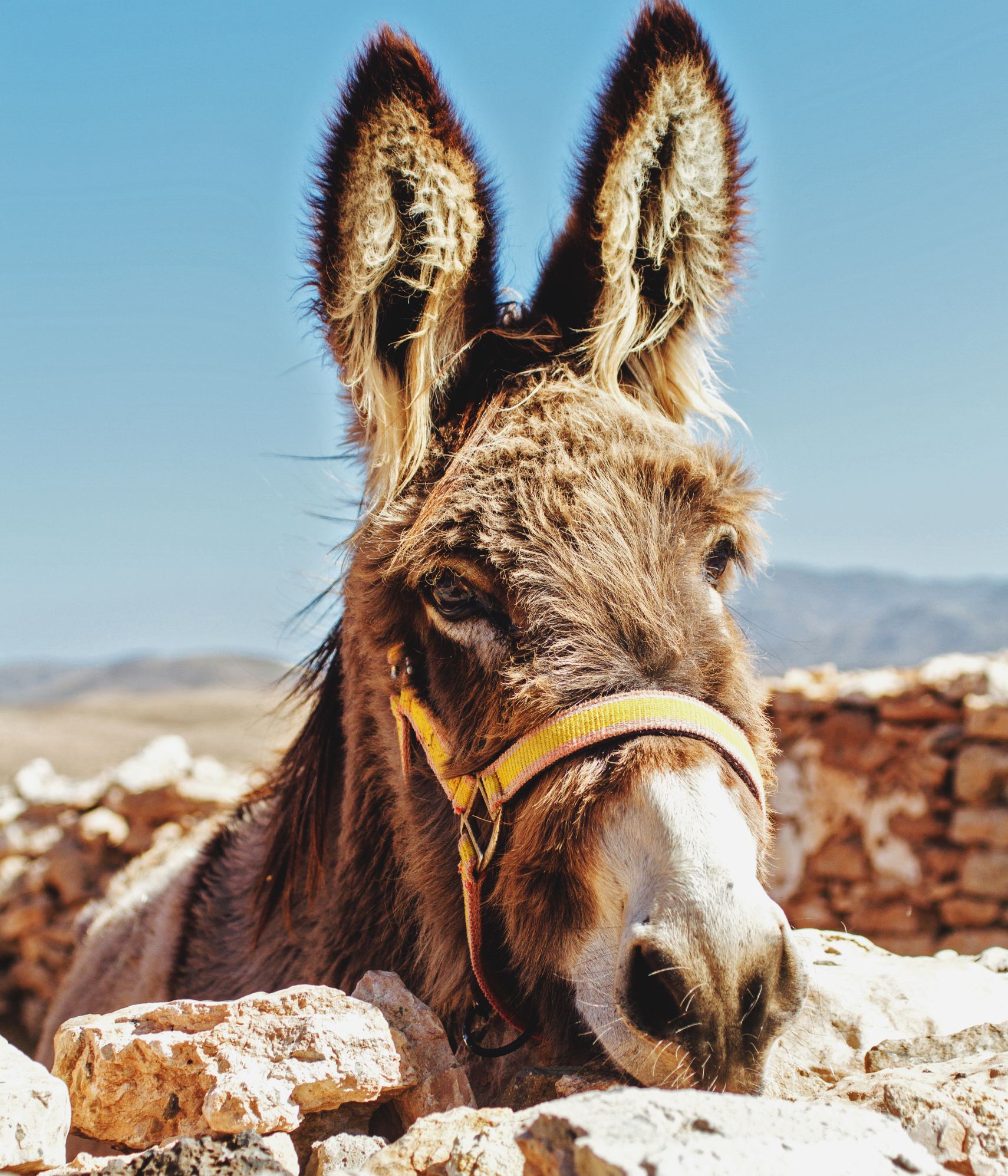 The Baffling Tale of Balaam and his Donkey - ONE FOR ISRAEL Ministry.