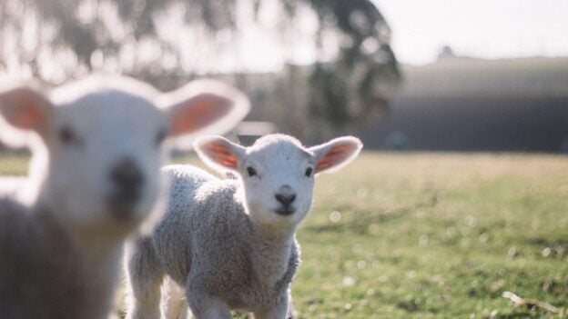 The Passover lamb - Jesus is the passover lamb according to scripture