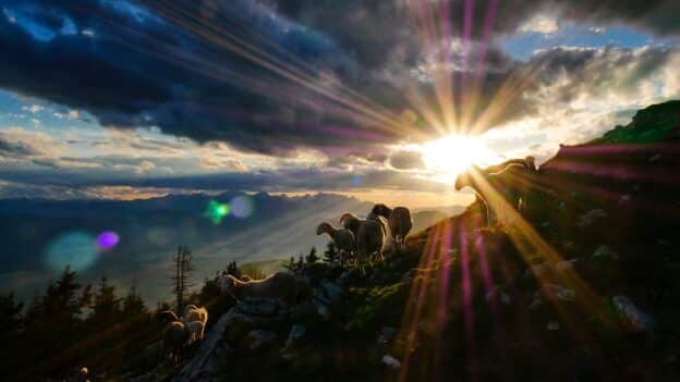 Psalm 23, the Lord is my shepherd