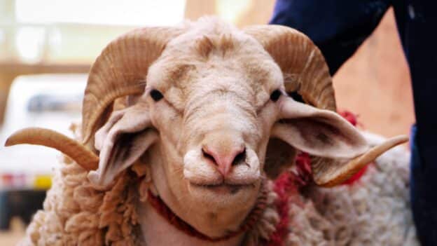 Eid Al-Adha