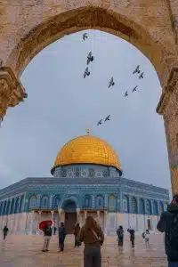 red heifers caused panic about the Temple Mount