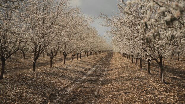 Tu Bishvat Israel's tree day