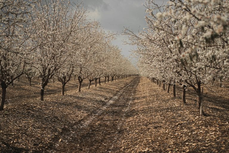 Tu Bishvat Israel's tree day