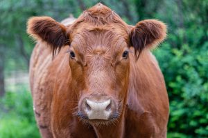 Red heifers were required for ritual purity