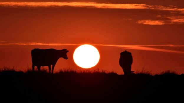 Red heifers in Israel have provoked a lot of controversy