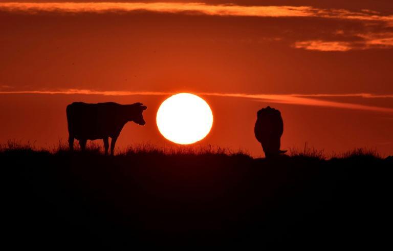 Red heifers in Israel have provoked a lot of controversy