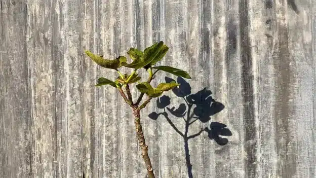 The fruitless fig tree - Devotionals