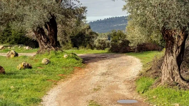 Walking the Emmaus road - Devotionals