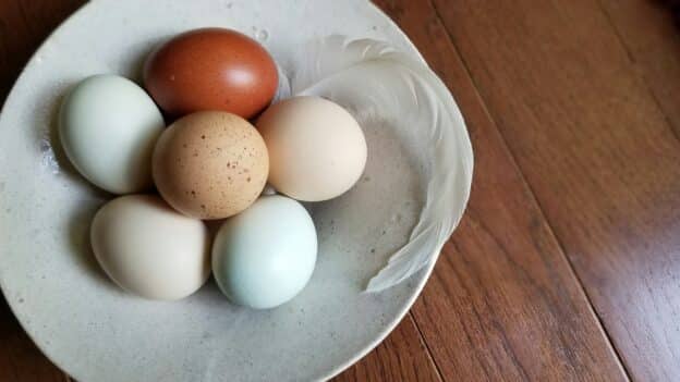 eggs symbolize the resurrection