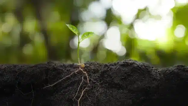 Mercy Rooted in God’s Promise — Devotionals