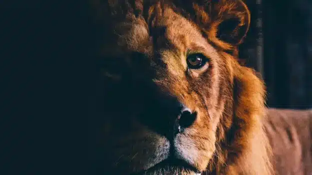 a people rises like a lioness
