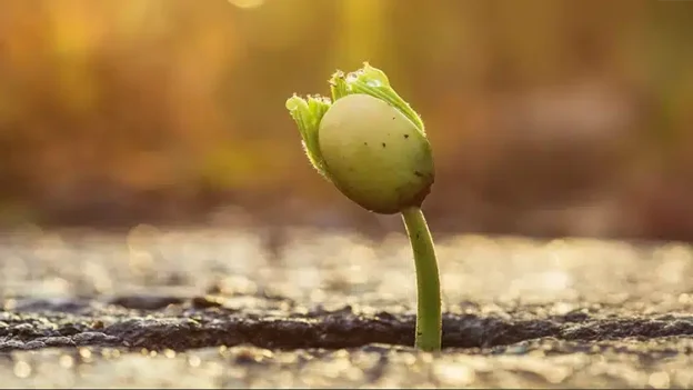 The Zeal of the Lord Will Do It — Devotionals
