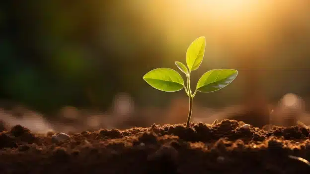 Jeremiah’s Messianic Promise - Devotional