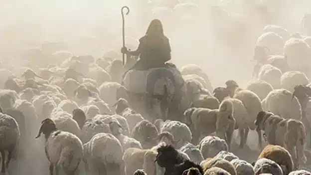 One Flock, One Shepherd - Devotional