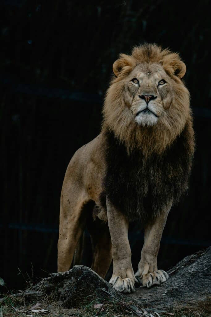 Operation Lion's Roar freeing the captives of Iran