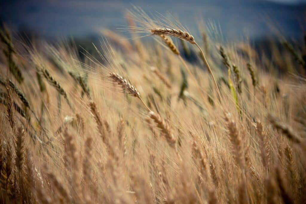 At Pentecost Ruth was included into the House of Israel