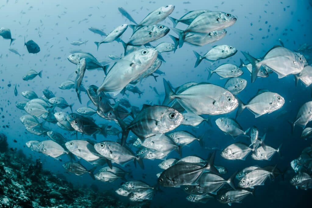 the symbolism of fish